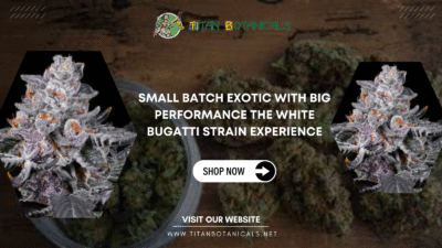 White Bugatti Strain