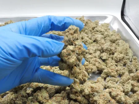 Dante's Inferno THCA Flower