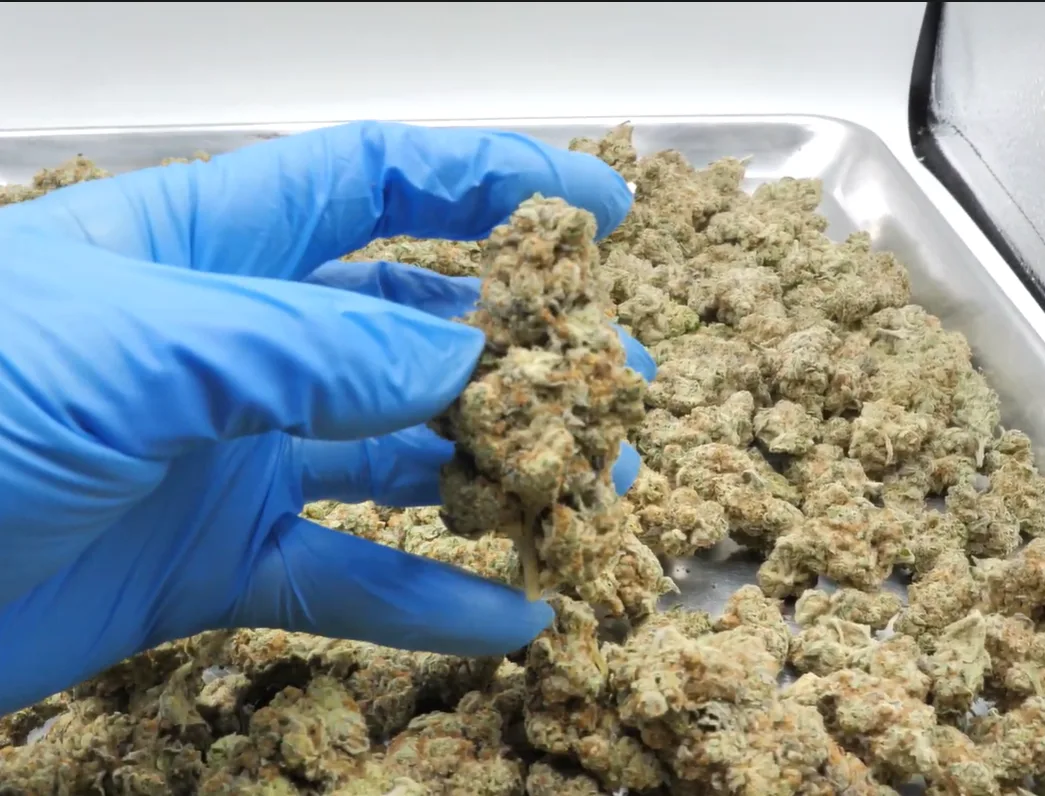 Dante's Inferno THCA Flower